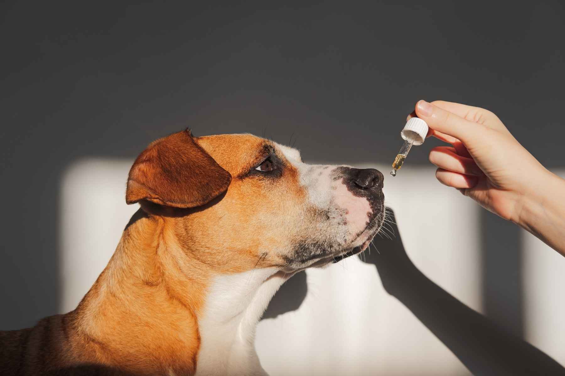 CBD For Shih Tzus? — Is Tribe CBD Oil Good For Pets?